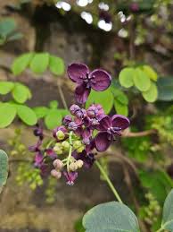 Akebia Quinata Flower Seeds For Planting - Unique Variety