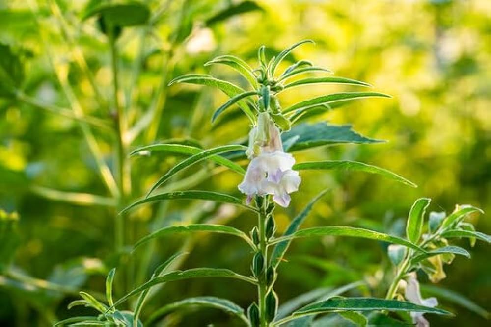 Nutty Sesame Plant Seeds For Planting