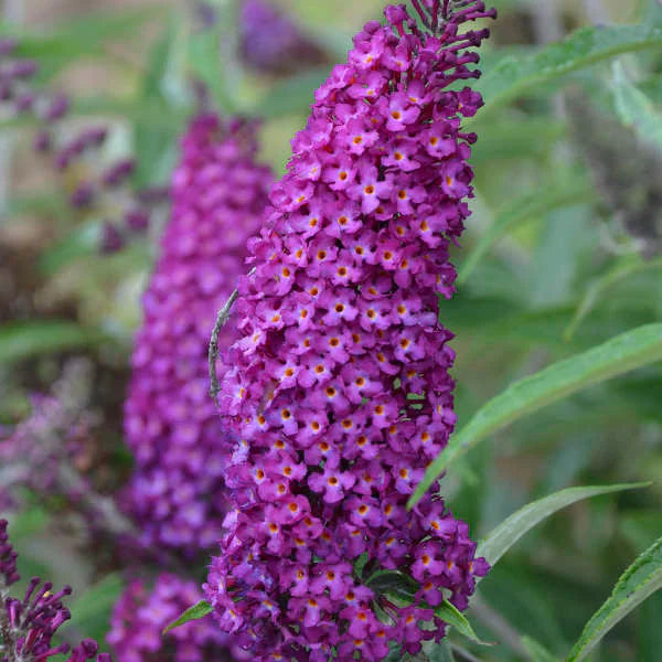 Astilbe Seeds - Purple Perennial Flower For Planting