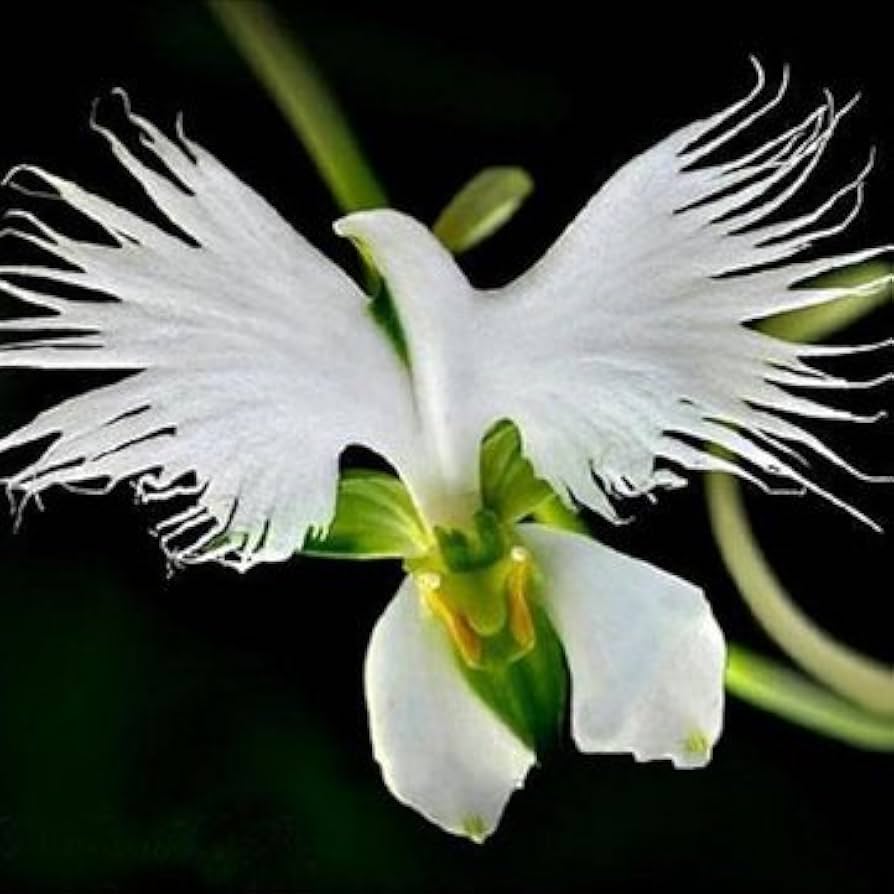 Aigrette Orchid Seeds - Planting Made Simple