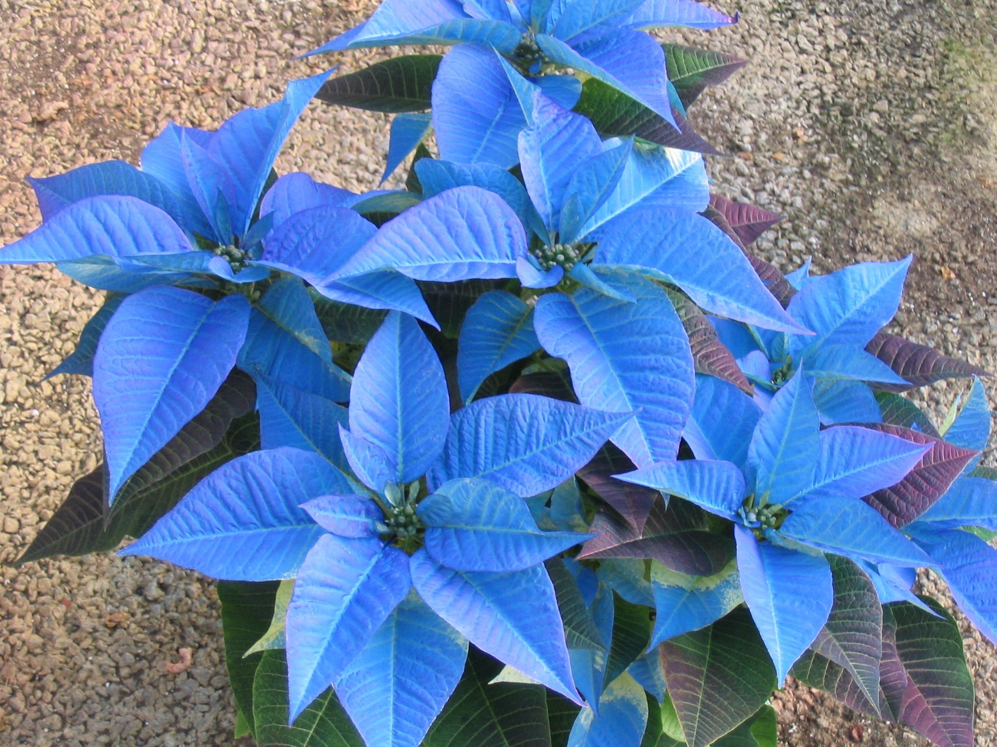 Colorful Charm With Blue Poinsettia Plant Seeds For Unique Planting Flower