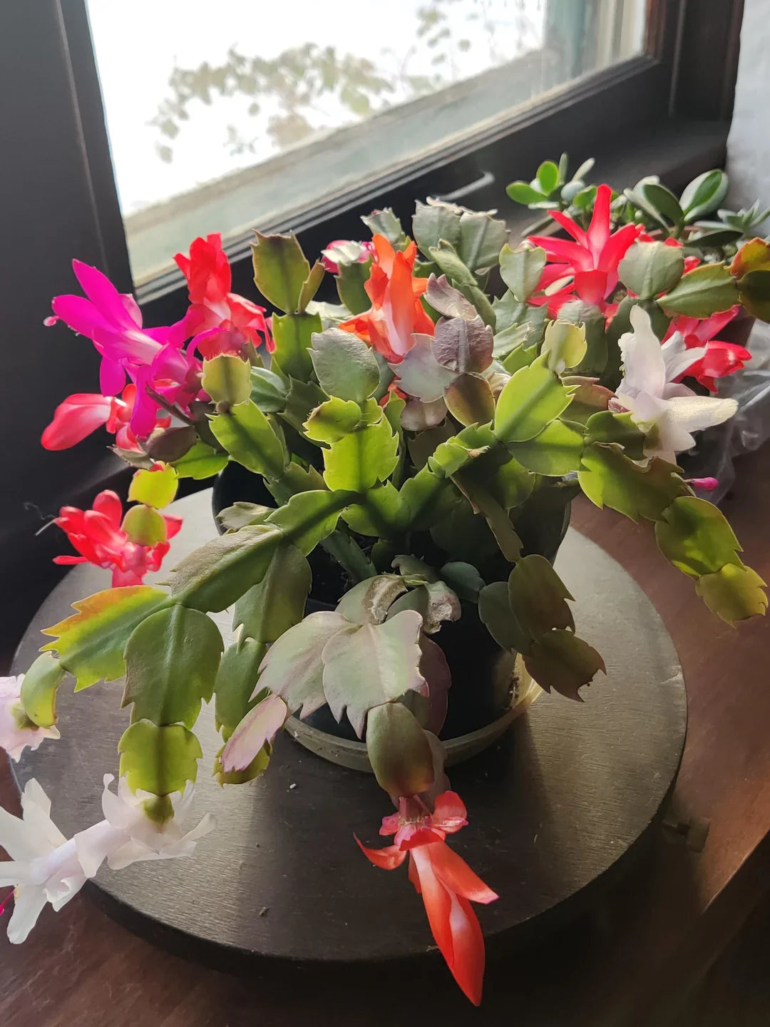 MultiColoured Schlumbergera Seeds Flower seeds for Planting Garden Favorite Heirloom & GMO Free Seeds for Home Garden 
 
 Sale for planting in home garden