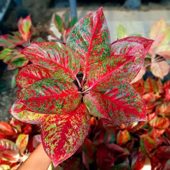 Planting Pack: Aglaonema Mosaic Seeds For Your Garden