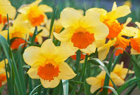 Daffodil Seeds In Orange Red - Easy Planting For Spring Blooms Flower