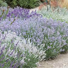 Lavender White Perennial Flower Seeds for Planting