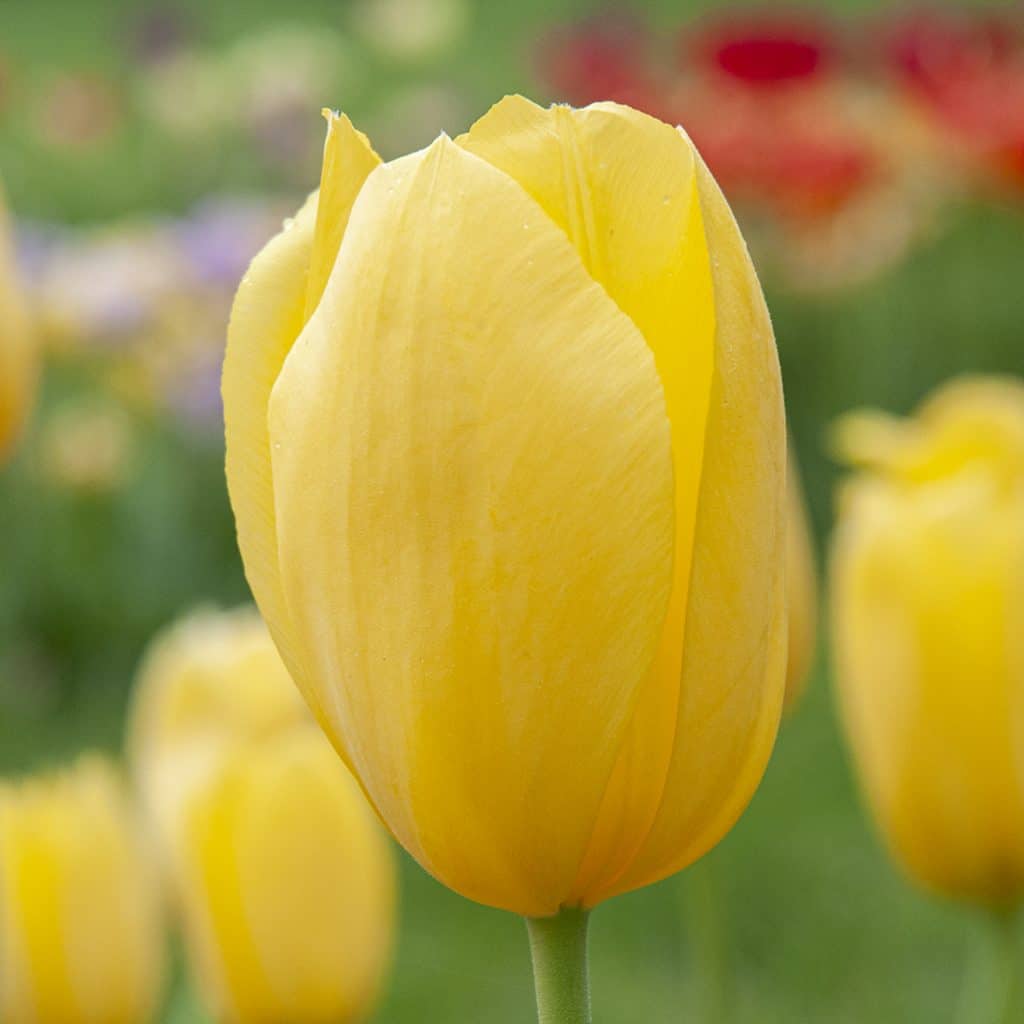 Tulip Flower seeds for Planting - Drought Tolerant, Heirloom & GMO Free Seeds for Home Garden
 
 Sale for planting in home garden