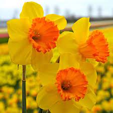 Daffodil Seeds In Orange Red - Easy Planting For Spring Blooms Flower