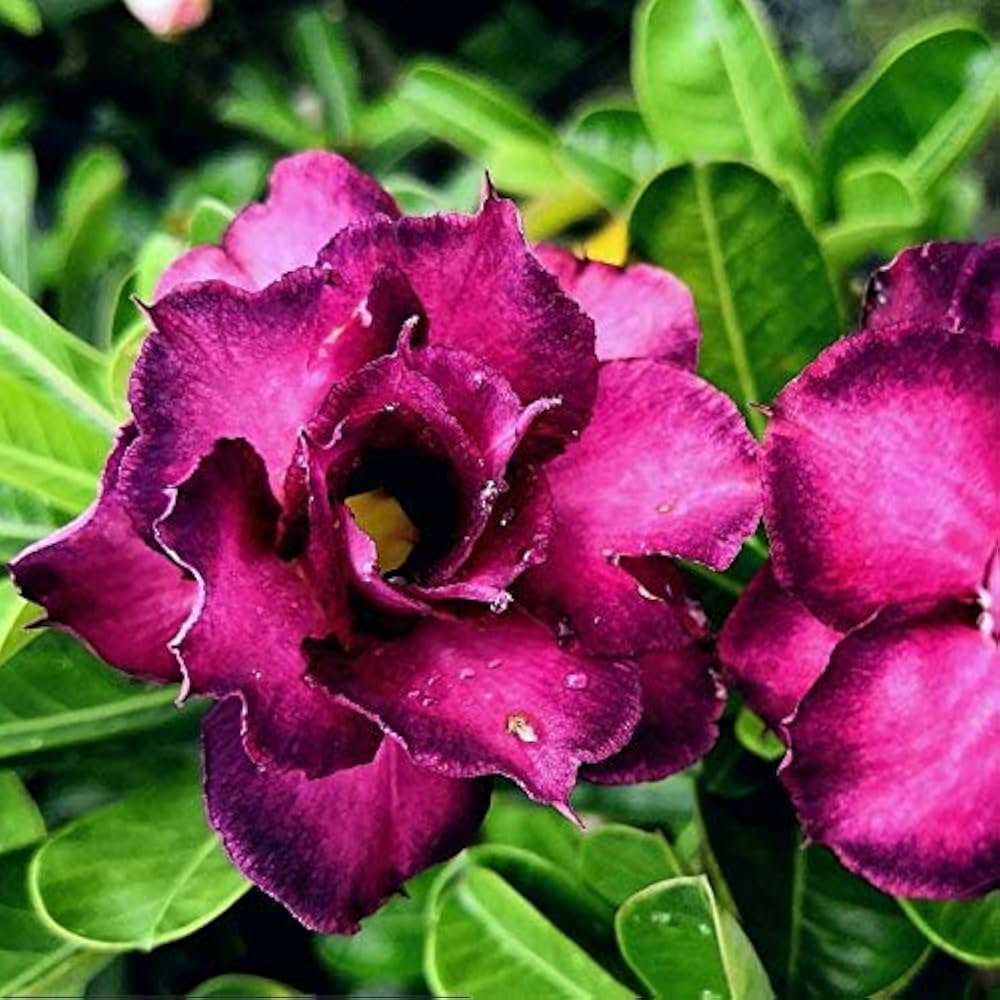 Adenium Obesum Flower Seeds - Exotic Planting For A Stunning Garden