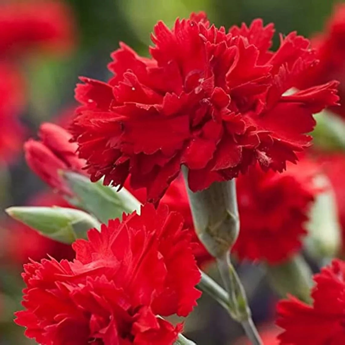 Bold Red Carnation Flower Seeds For Stunning Planting