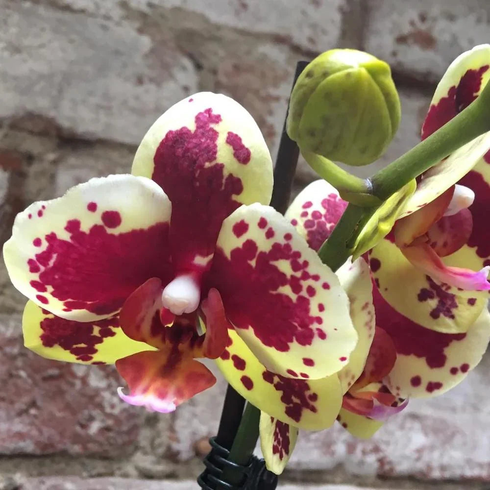 Yellow & Purple Phalaenopsis Orchid Flower seeds for Planting Hardy Variety Heirloom & GMO Free Seeds for Home Garden 
 
 Sale seeds for home garden planting