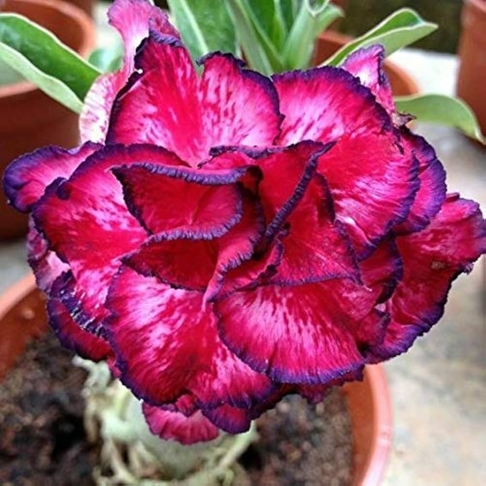 Adenium Obesum Flower Seeds - Exotic Planting For A Stunning Garden