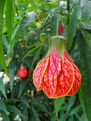 Abutilon Striatum Flower Seeds - Yellow & Red | Perfect For Planting