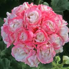 Geranium Apple Blossom Baby Pink Seeds For A Stunning Garden