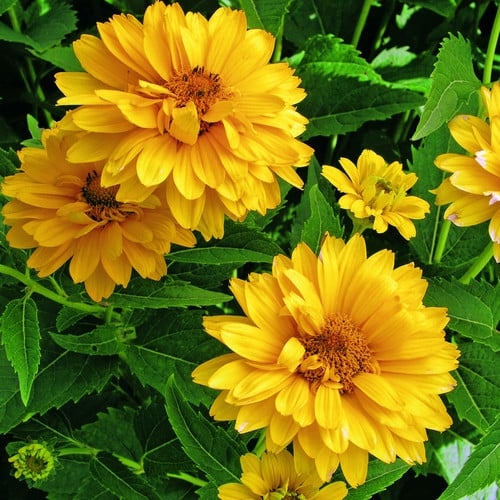 Yellow Heliopsis Flower Seeds For Brightening Up Your Outdoor Space