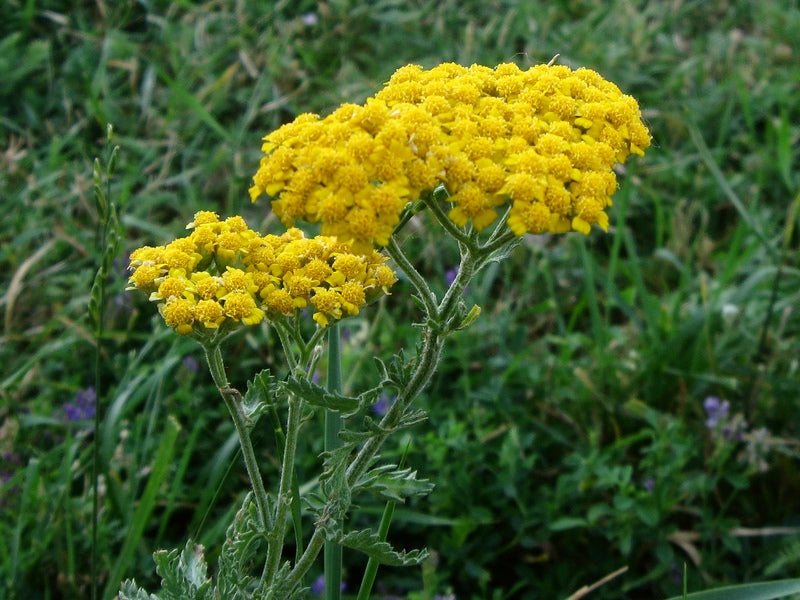 Achillea Seeds For Planting: Grow Colorful Blooms In Your Garden Flower