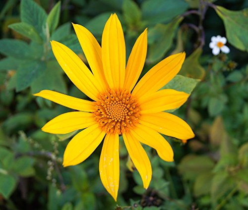 Yellow Diversifolia Flower Seeds Planting