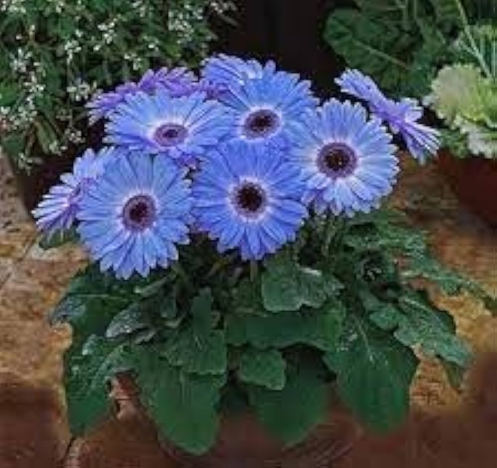 Blue Gerbera Daisy Seeds For Planting | Vibrant Blooms Your Garden Flower