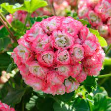 Geranium Apple Blossom Baby Pink Seeds For A Stunning Garden