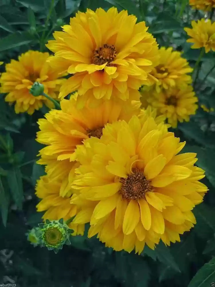 Yellow Heliopsis Flower Seeds For Brightening Up Your Outdoor Space