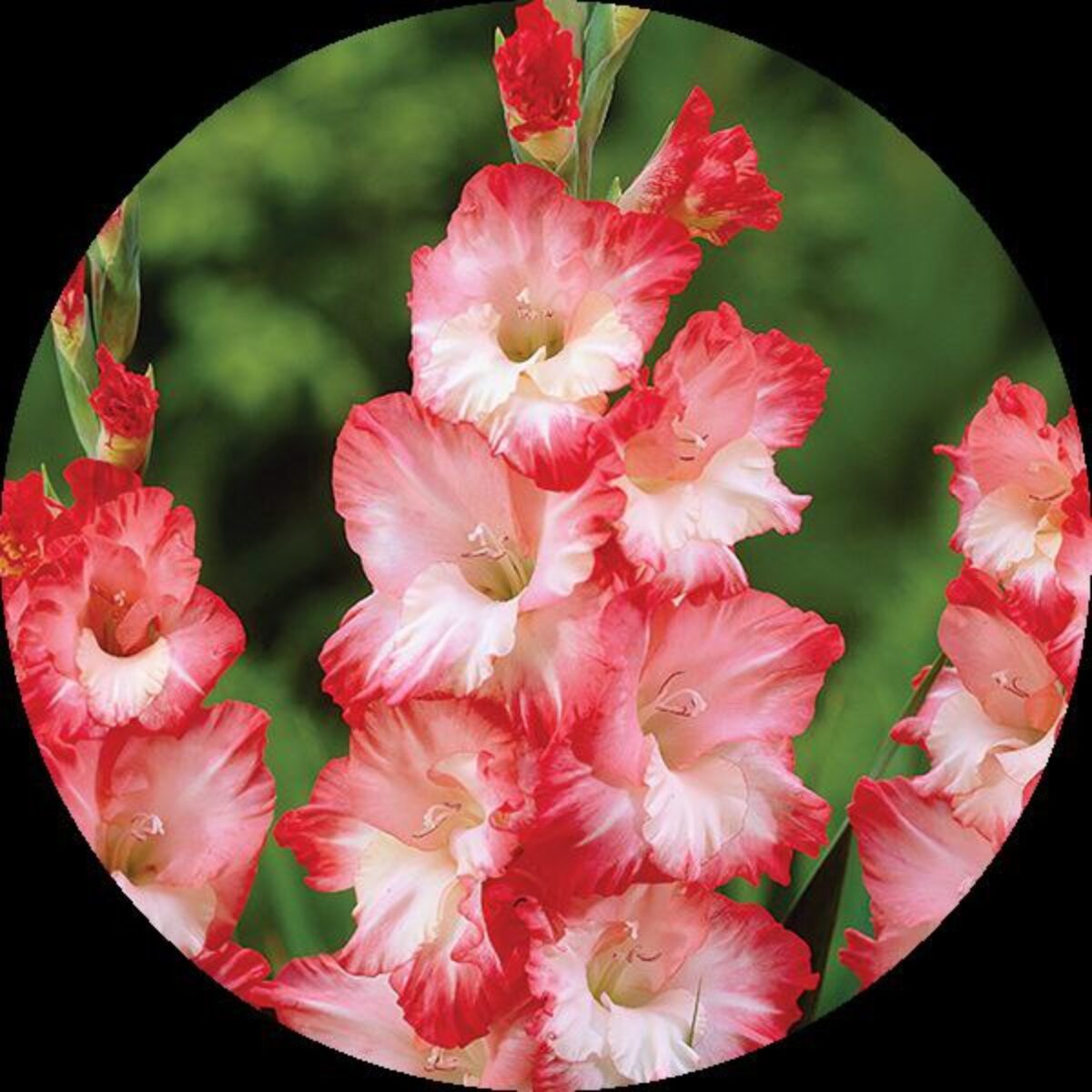 White Pink Gladiolus Planting Seeds: Grow Elegant Blooms In Your Garden Seeds