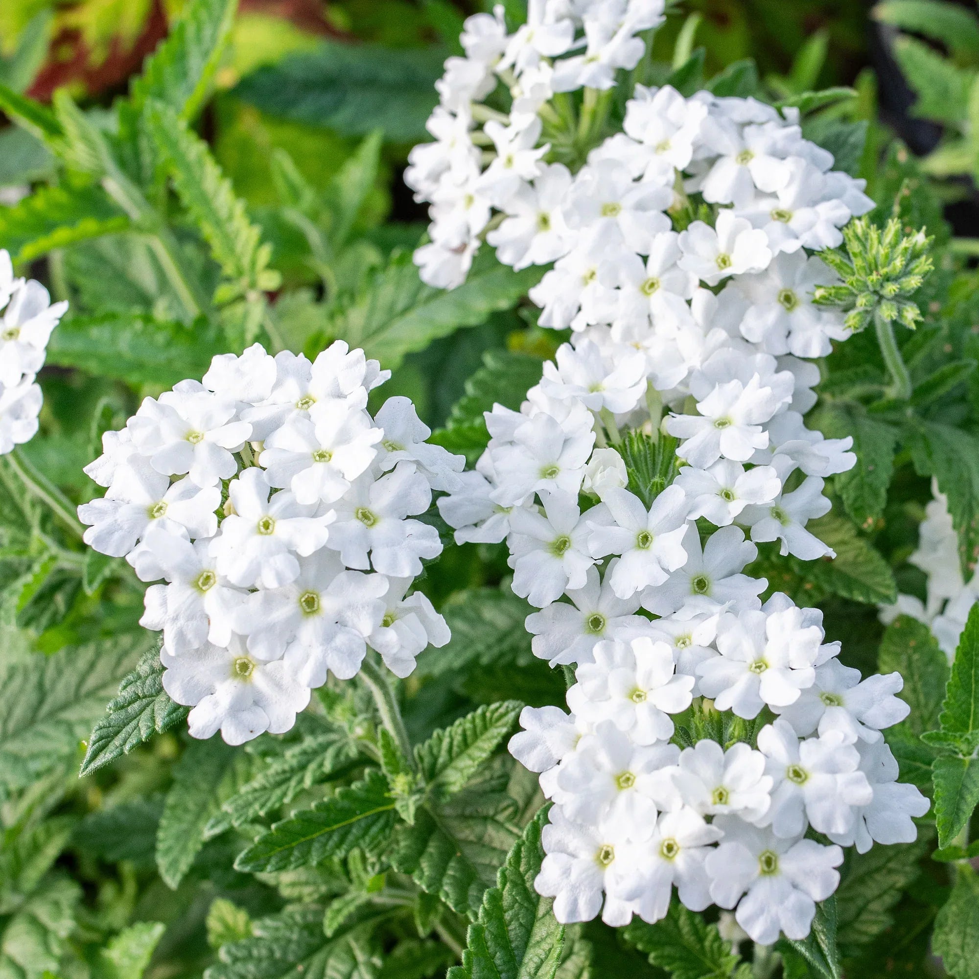 Pure White Verbena Seeds For Planting - Brighten Your Space