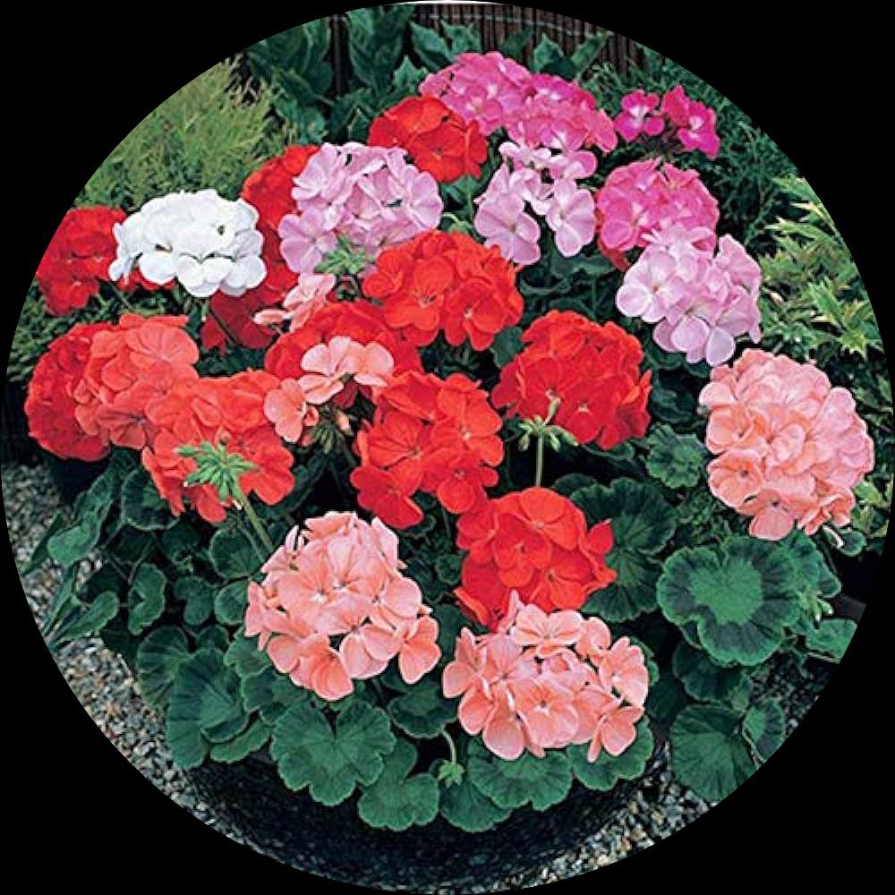 Mixed Variety Univalve Geranium Planting Seeds: Colorful Floral Beauties For Vibrant Gardens And