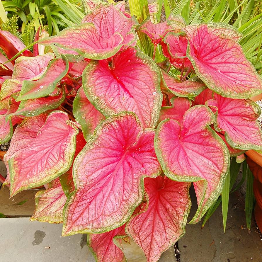 Caladium Bicolor Deep Pink Seeds For Planting - Vibrant Foliage Your Garden