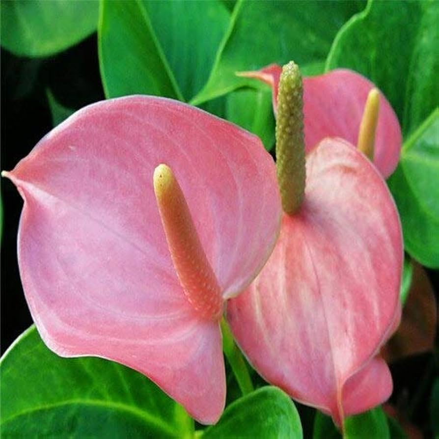 Pink Anthurium Seeds For Hydroponic Planting