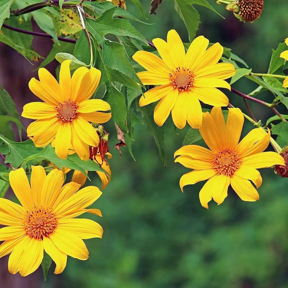 Yellow Diversifolia Flower Seeds Planting