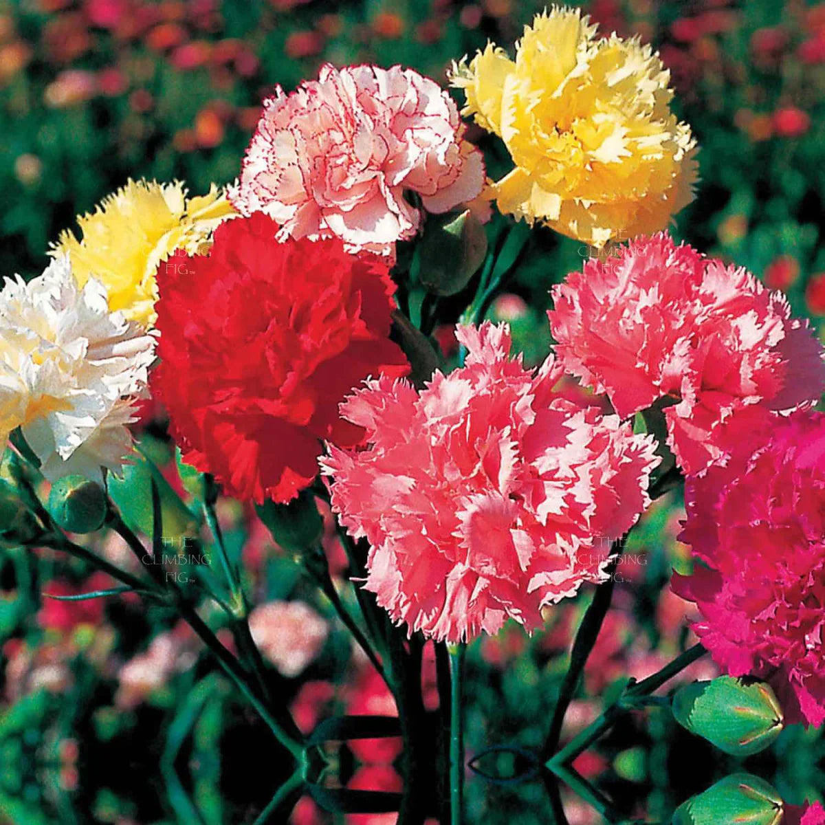 Yellow And Red Carnation Flower Seeds For Planting