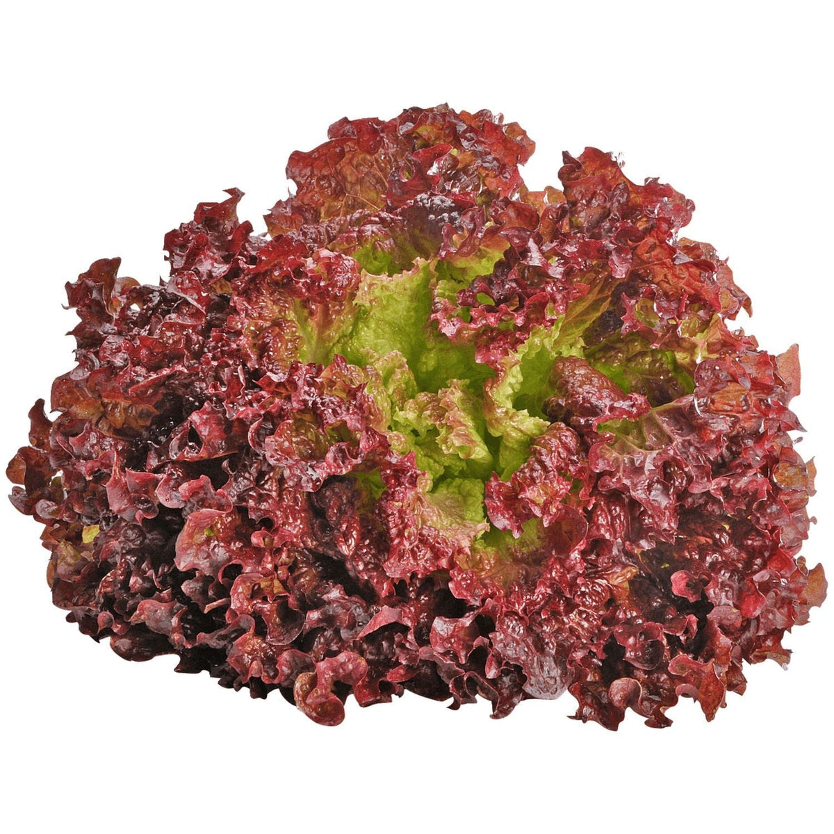 Lolla Rossa Lettuce seeds for red lettuce