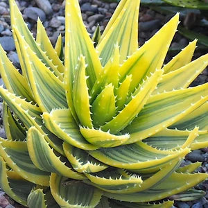 Yellow Edible Aloe Vera Plant Seeds For Easy Planting Seeds