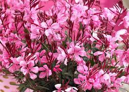 White Gaura Lindheimer Plant Seeds For Easy Planting