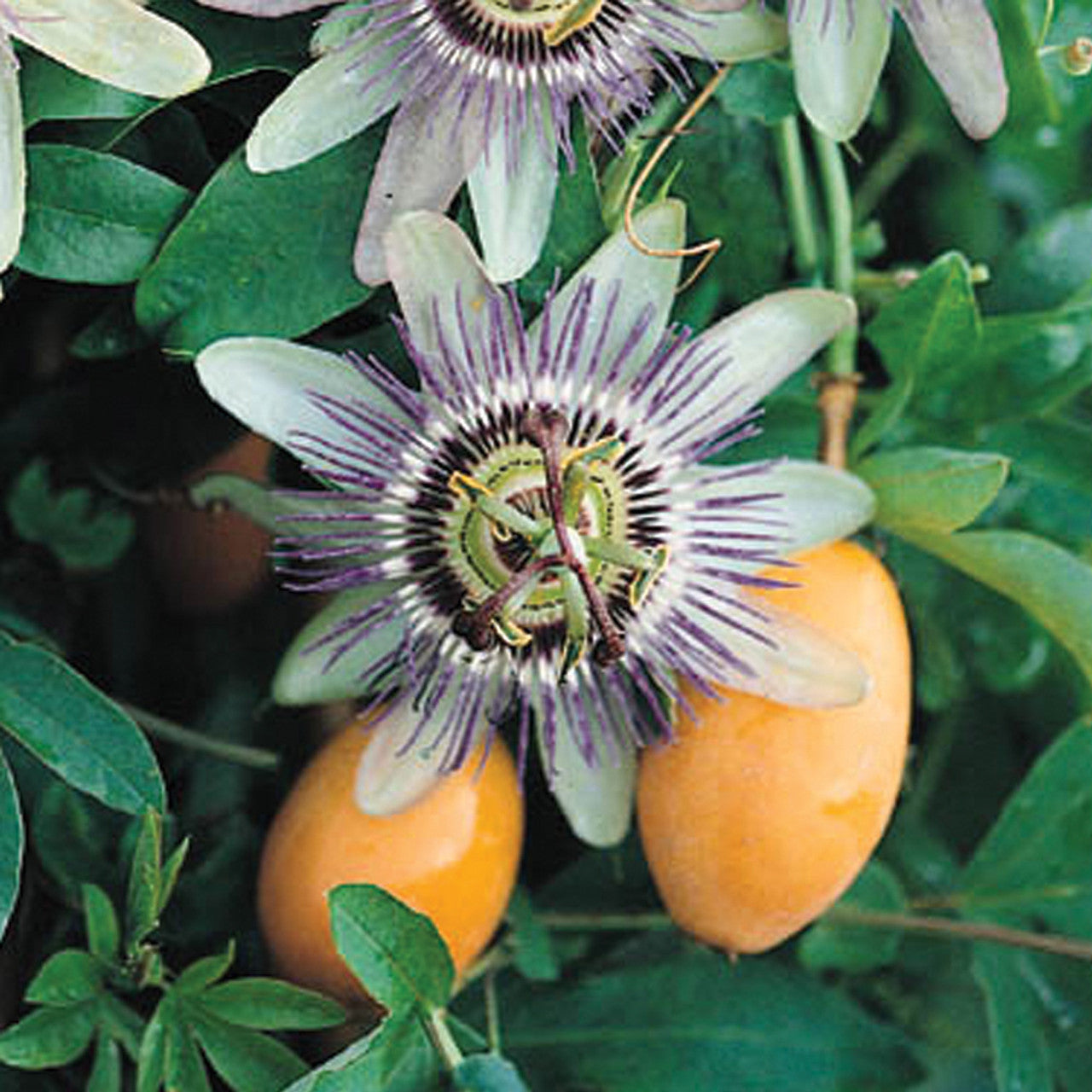 Passiflora Incarnata Orange Seeds - Grow Exotic Sweet Passionfruit