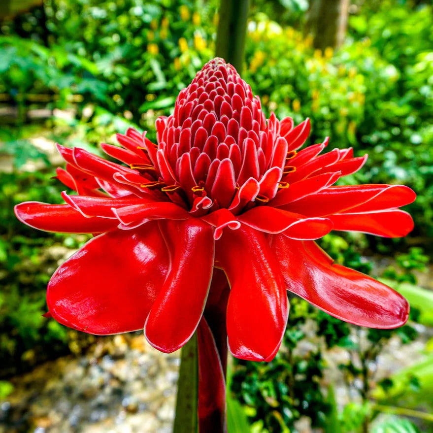 Torch Ginger Flower Seeds For Easy Planting