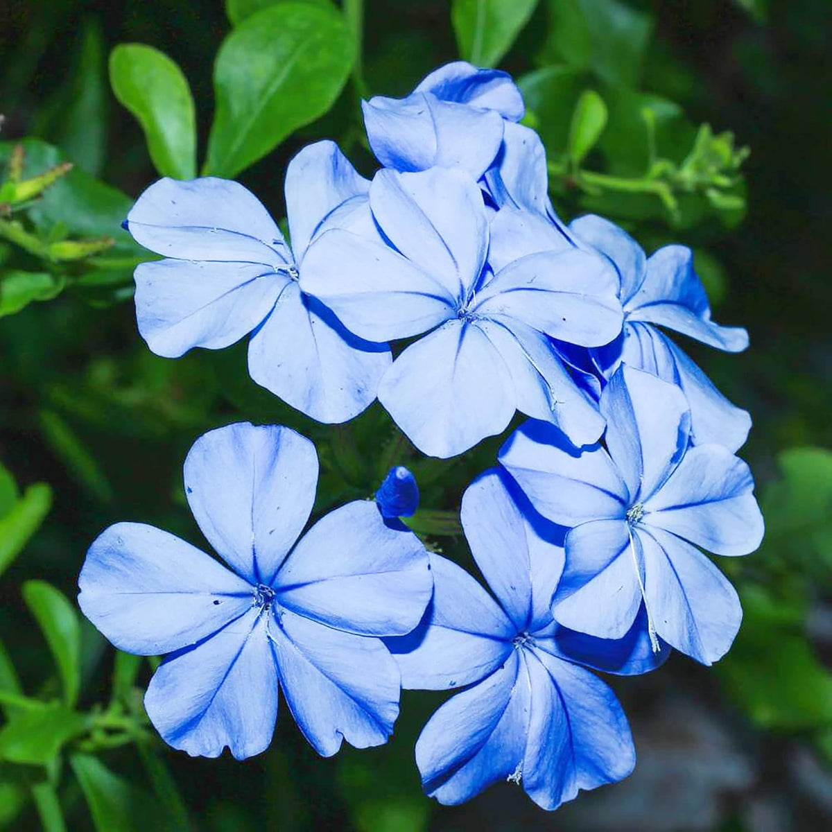 Plumbago Flower seeds for Planting Sun Loving Heirloom & GMO Free Seeds for Home Garden 
 
 Sale seeds for home garden planting