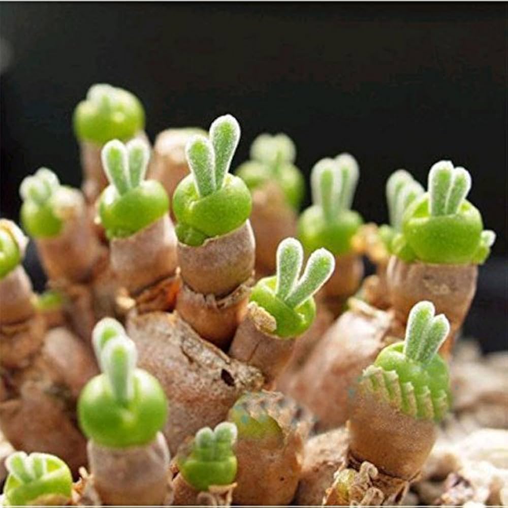 Green Stone Flower seeds for Planting Bright Blooms Heirloom & GMO Free Seeds for Home Garden
 
 Sale seeds for home garden planting