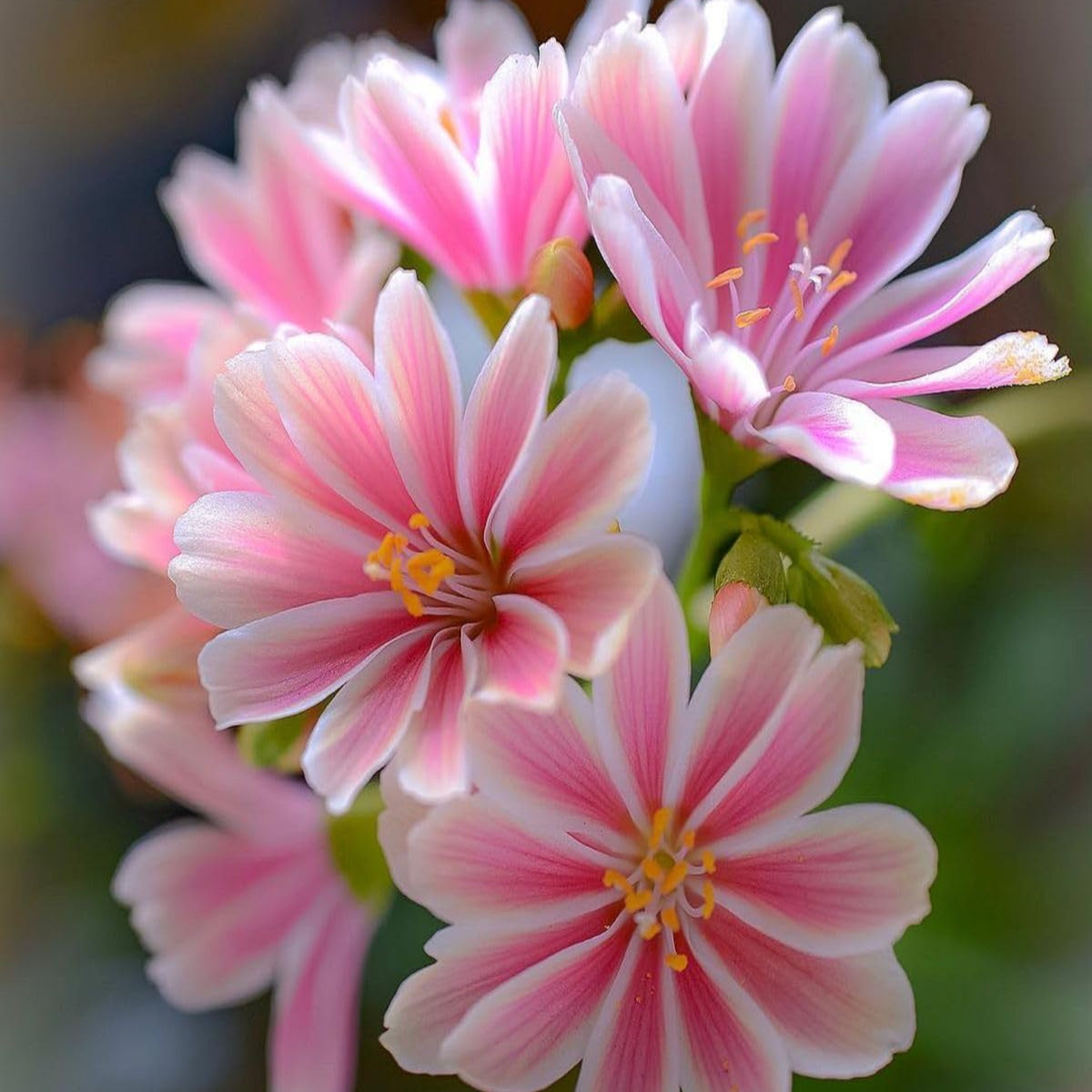 Pink Lewisia Flower seeds for Planting Cut Flower Favorite Heirloom & GMO Free Seeds for Home Garden 
 
 Sale seeds for home garden planting