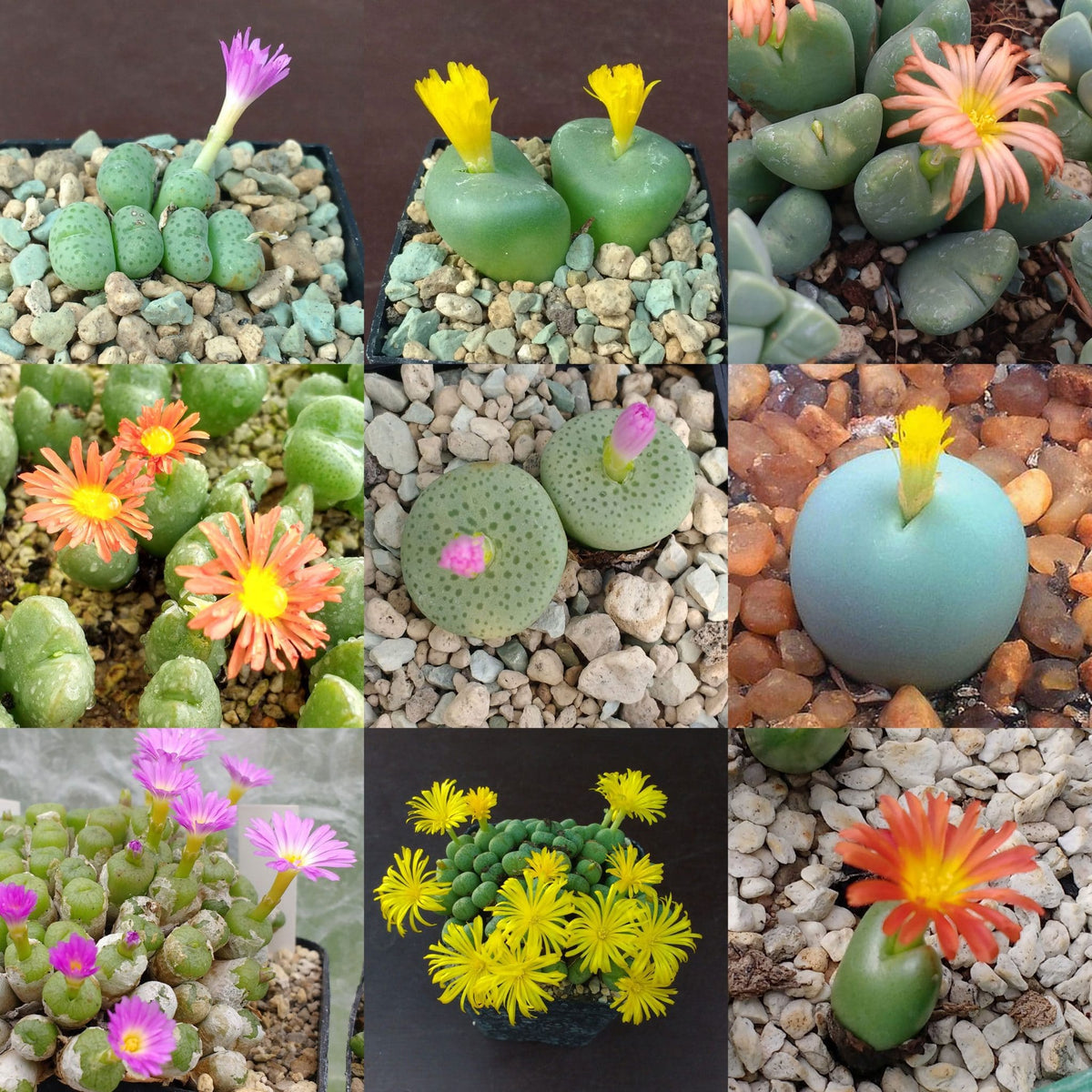 Mixed Conophytum Hammeri Flower seeds for Planting - Pollinator Friendly, Heirloom & GMO Free Seeds for Home Garden
 
 Sale seeds for planting in home garden