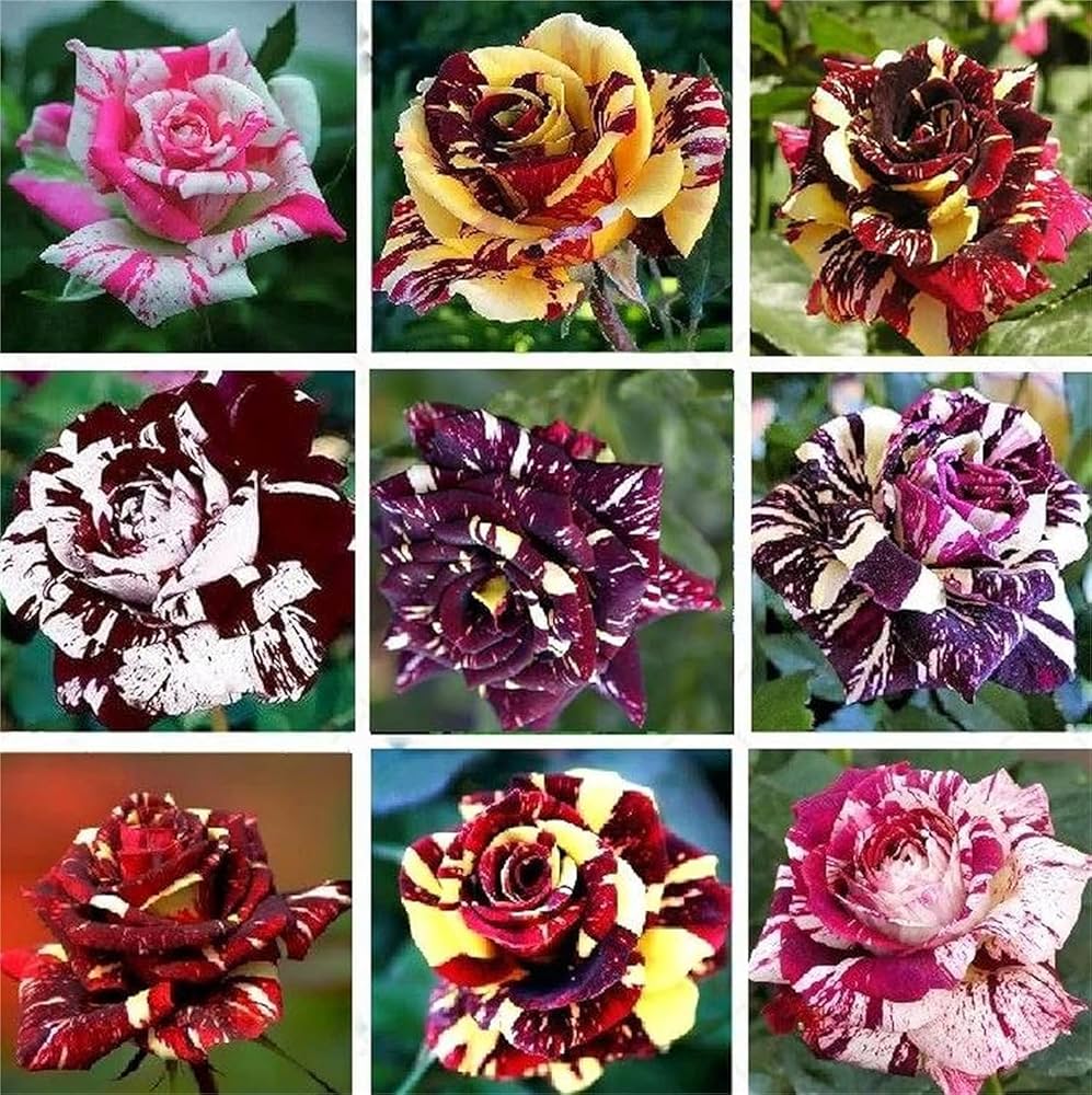 Dragon Rose Mixed Color Flower seeds for Planting Long Bloom Season Heirloom & GMO Free Seeds for Home Garden 
 
 Sale seeds for home garden planting