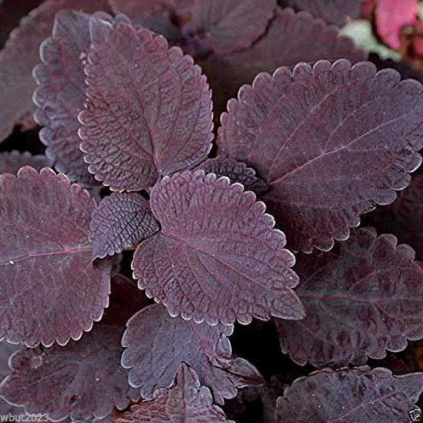 Deep Purple Coleus Flower seeds for Planting - Bright Blooms, Heirloom & GMO Free Seeds for Home Garden
 
 Sale seeds for planting in home garden
