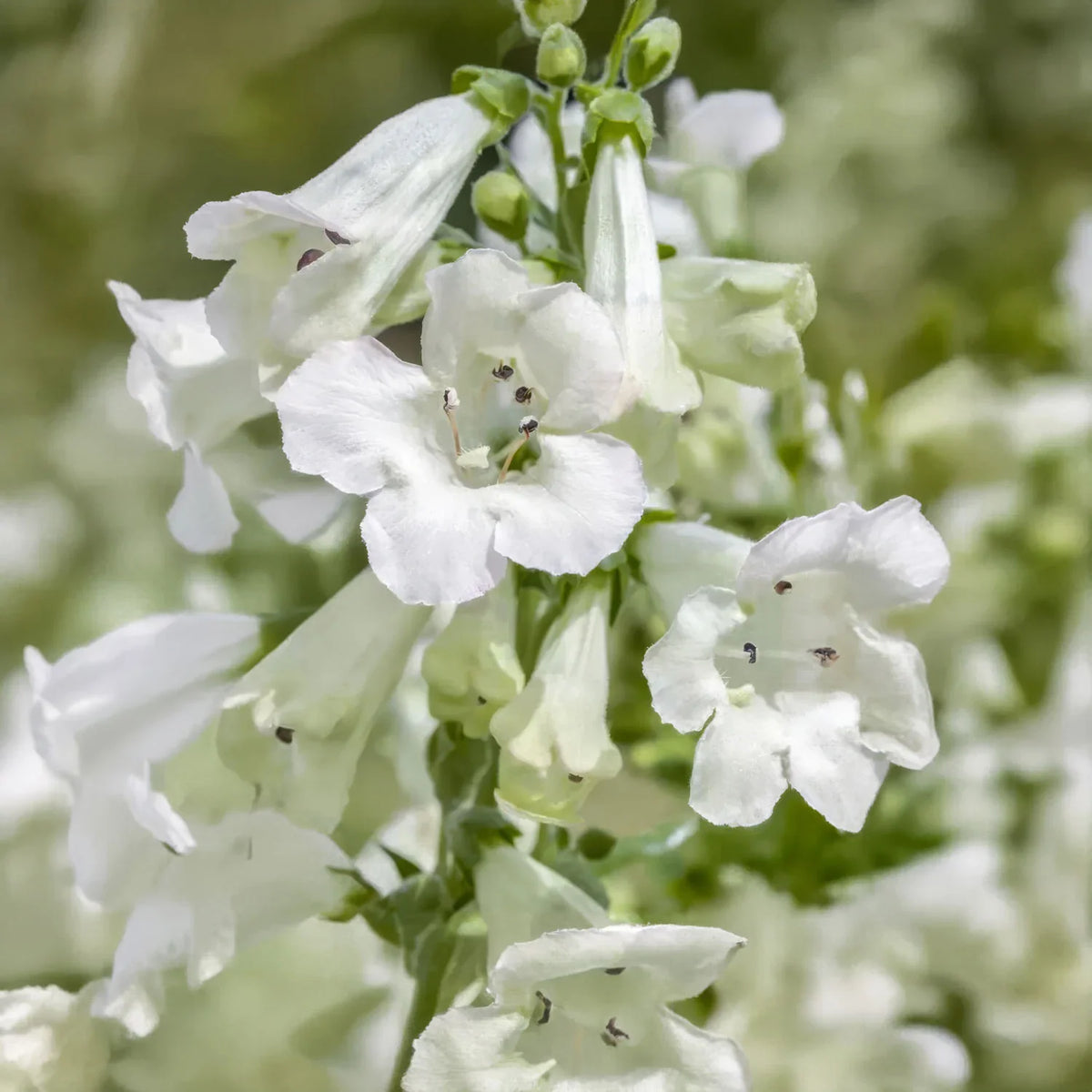 White Penstemon Flower seeds for Planting - Easy to Grow, Heirloom & GMO Free Seeds for Home Garden
 
 Sale for planting in home garden