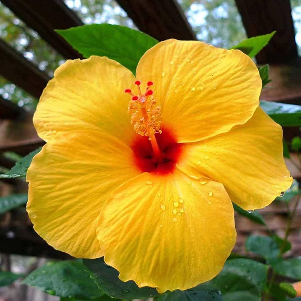 Yellow Hibiscus Flower seeds for Planting Premium Quality Heirloom & GMO Free Seeds for Home Garden 
 
 Sale seeds for home garden planting