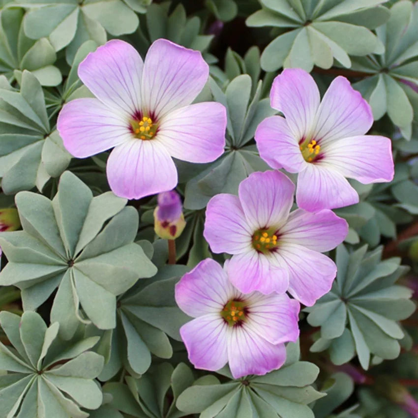 White Pink Oxalis Laciniata Flower seeds for Planting Long Bloom Season Heirloom & GMO Free Seeds for Home Garden
 
 Sale seeds for home garden planting