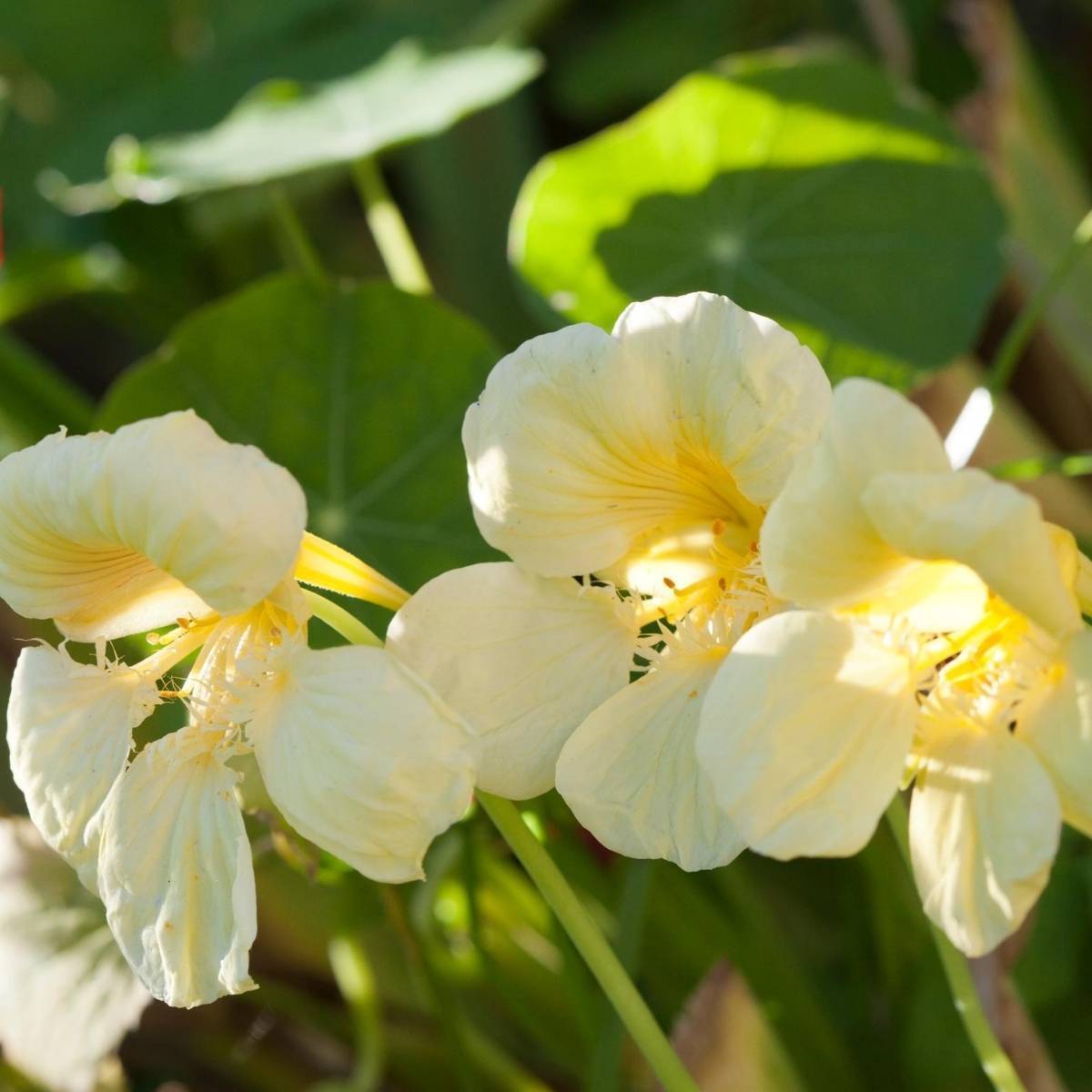 Cream Nasturtium Flower seeds for Planting Wildflower Mix Heirloom & GMO Free Seeds for Home Garden 
 
 Sale seeds for home garden planting