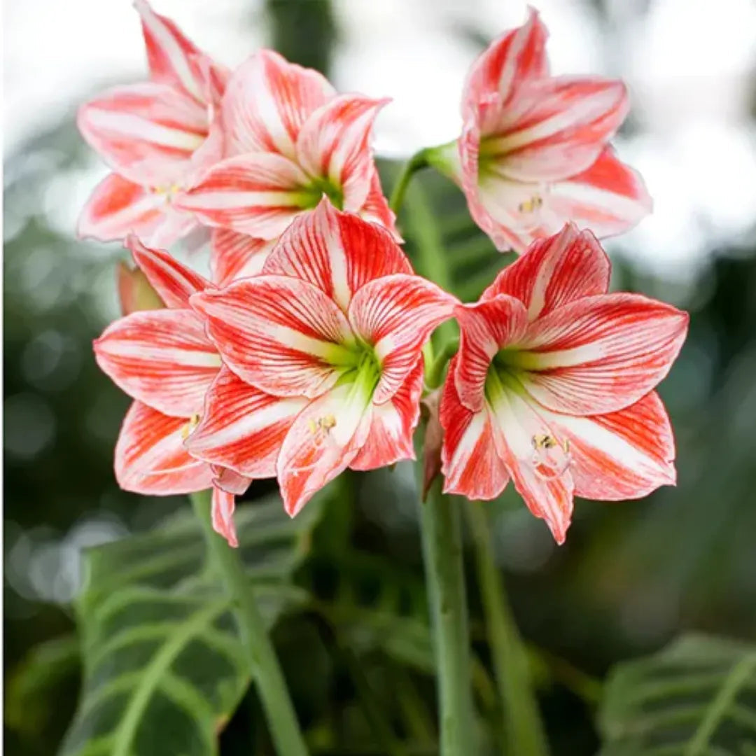 White Red Hippeastrum Flower seeds for Planting Bright Blooms Heirloom & GMO Free Seeds for Home Garden 
 
 Sale seeds for home garden planting