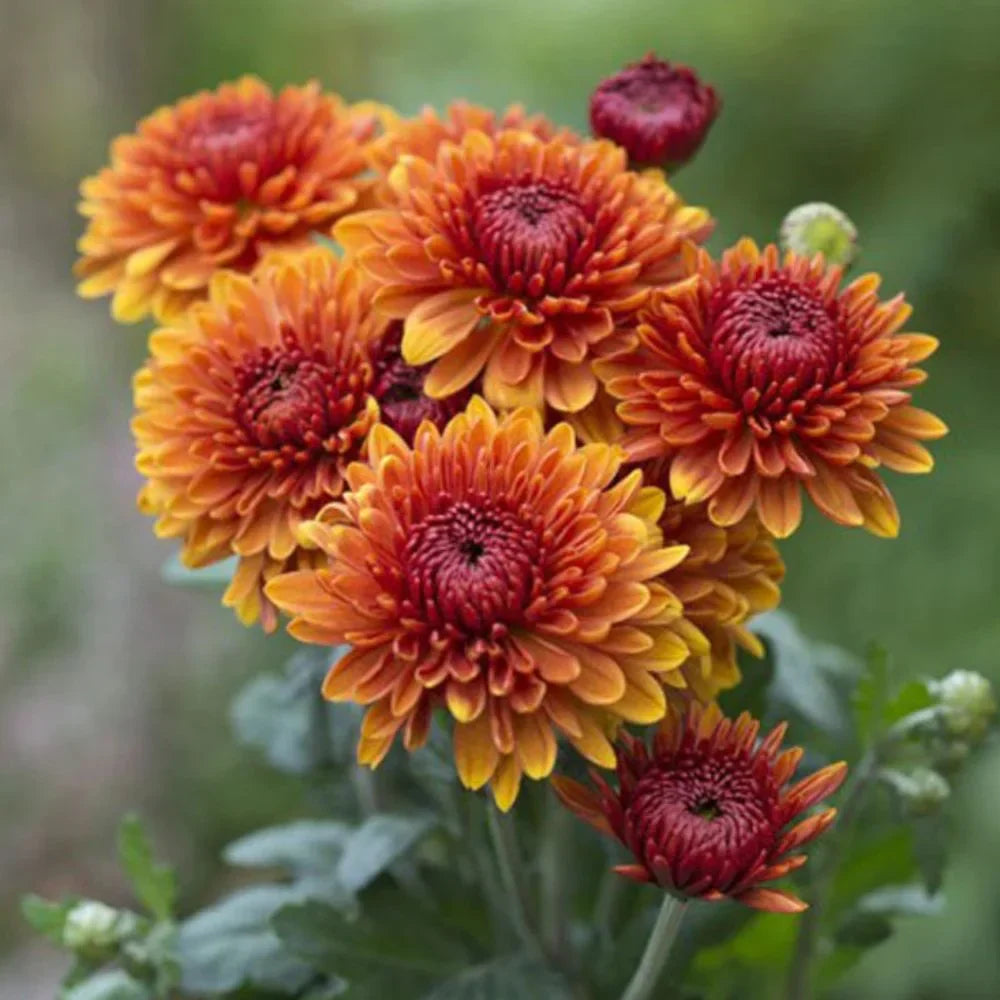 Orange Red Chrysanthemum Flower seeds for Planting Cut Flower Favorite Heirloom & GMO Free Seeds for Home Garden 
 
 Sale seeds for home garden planting