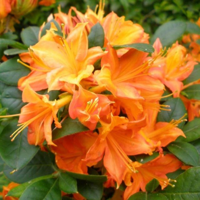 Azalea Flower seeds for Planting Vibrant Colors Heirloom & GMO Free Seeds for Home Garden 
 
 Sale seeds for home garden planting