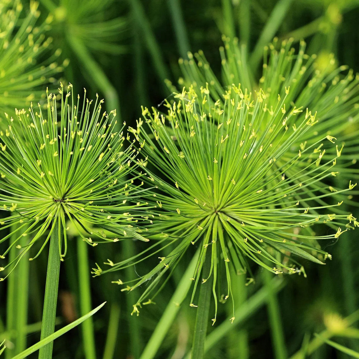 Green Cyperus Papyrus Flower seeds for Planting Wildflower Mix Heirloom & GMO Free Seeds for Home Garden 
 
 Sale seeds for home garden planting