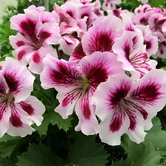 Purple & White Geranium Flower seeds for Planting Easy to Grow Heirloom & GMO Free Seeds for Home Garden
 
 Sale seeds for home garden planting